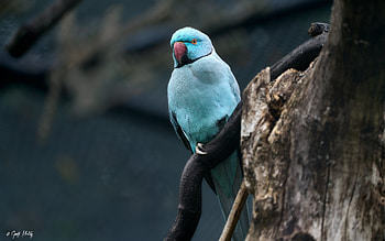 Ringnecked Parakeet, animal, ringnecked, bird, parrot HD wallpaper