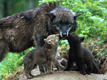 Wolve with Cubs, animal, tenderness, wolves, love, babies, cubs, care, forest HD wallpaper