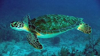 Chelonia mydas, Turtles HD wallpaper