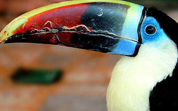 Artistic , Toucan's charm, Tropical ambiance, Colorful display HD wallpaper