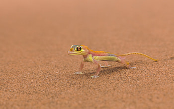 Animals, Lizards HD wallpaper
