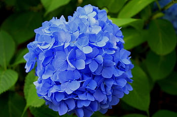 Close-up of a vibrant blue hydrangea in full bloom, showcasing delicate petals. HD wallpaper