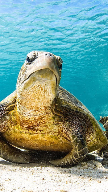 Turtle, Cute Sea Turtle HD phone wallpaper