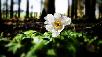 Nature, Flowers, Trees, Flower, Forest, Greens HD wallpaper