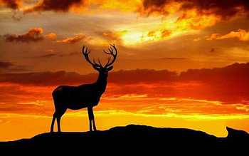 Staghorn at sunset, deer, animals, sky, buck, orange, splendor, sunset HD wallpaper