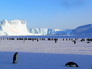 A colony of emperor penguins on the icy plains of Antarctica with a massive glacier in the background. HD wallpaper