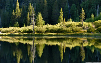 Lake Reflection, grass, land, lake, day, reflection, green, trees, nature, water, forest HD wallpaper