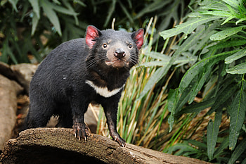 Tasmanian Devil, Hope for recovery, Abstract science, Charles River HD wallpaper