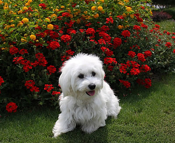 Happy havanese, dog, garden, puppy, flowers HD wallpaper