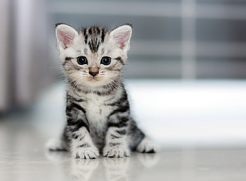 Kitten, pisica, sweet, animal, cute, cat, paw HD wallpaper
