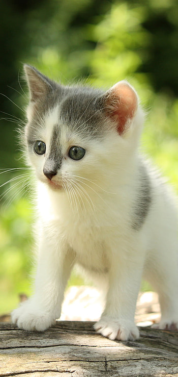 Tiny Whiskers: Cute Kitten , kitten, baby animal, Animal, cat HD phone wallpaper