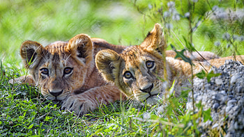 Funny, Animals, Young, Lion, Predator, Sight, Opinion, Joey, Lion Cub HD wallpaper