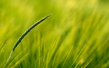Plants, Grass, Background HD wallpaper