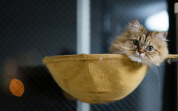 Animals, Cats HD wallpaper