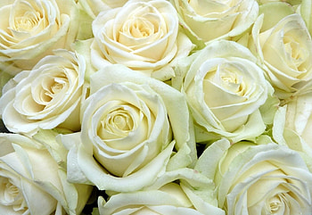 Flowers, Roses, Buds, Lot, Snow White HD wallpaper