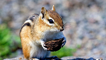 Animals, Muzzle, Bokeh, Boquet, Paws, Chipmunk, Nut HD wallpaper