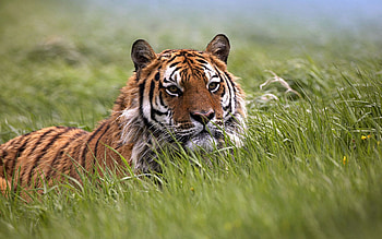 Animals, Grass, Muzzle, Hide, Tiger HD wallpaper