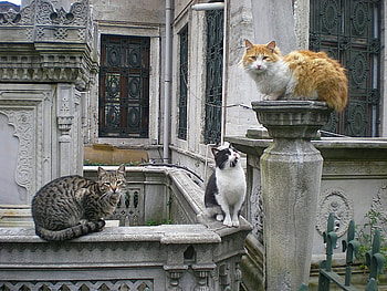 cats, nature, architecture, istanbul HD wallpaper