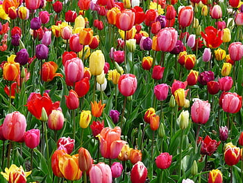 A colorful array of tulips blooming in a field, showcasing the beauty of spring season. HD wallpaper