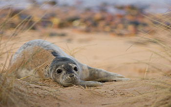 Various seal , Wide selection, Beautiful seal , variety HD wallpaper
