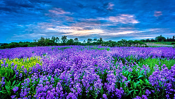 Purple flower field, Calming ambiance, Petal perfection, Lavender hues HD wallpaper