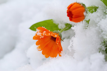Orange daisy, flowers, snow HD wallpaper