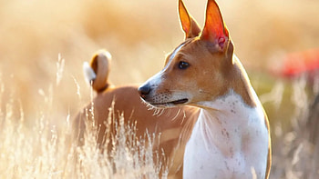 Basenji Dog, Fun facts, Special dog breed, WGN TV feature HD wallpaper
