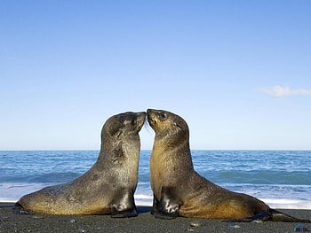Seal kiss, animal, seal, artic, snow, kiss HD wallpaper