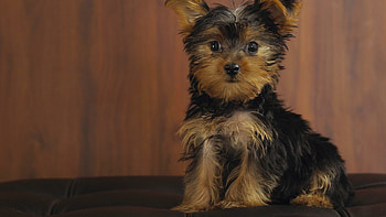 Puppy, Yorkshire Terrier HD wallpaper