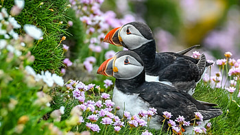 Beautiful puffins bird , Colorful feathers, Coastal habitat, Stunning avian species HD wallpaper