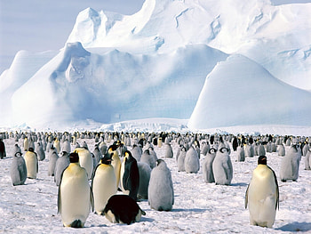 Animals, Birds, Pinguins HD wallpaper