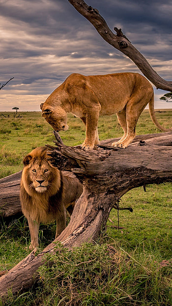 Africa, , Posted by Zoey Tremblay HD phone wallpaper