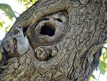 screaming tree, bark, nature, graphy, tree HD wallpaper