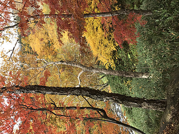 Nature, Trees, Grass, Autumn, Forest HD wallpaper