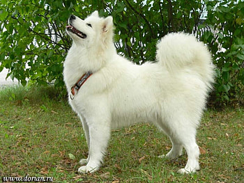 samoyed, bushy tail, snow white HD wallpaper