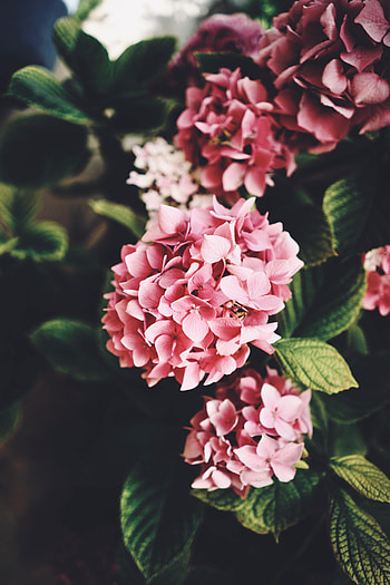 Flowers, Leaves, Bloom, Flowering, Hydrangea HD phone wallpaper
