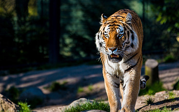 Animals, Predator, Stroll, Wild Cat, Wildcat, Amur Tiger HD wallpaper