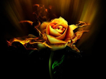 Blazing, rose HD wallpaper