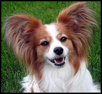 Papillon, butterfly shaped ears, friendly, butterfly dog, brown and white, small HD wallpaper