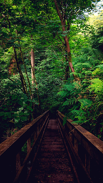 Wooden Bridge in Rainforest, forest, man made, bridge HD phone wallpaper