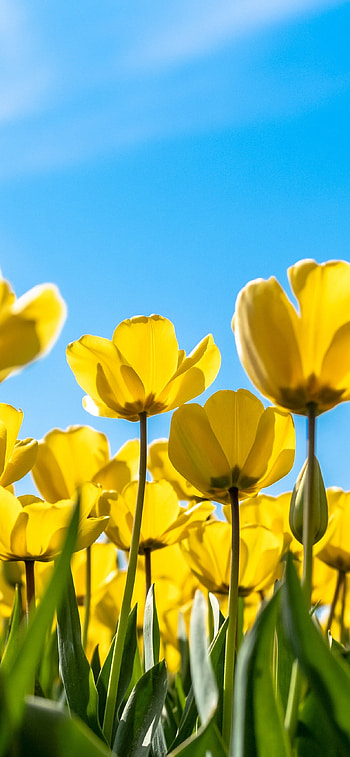 Tulip (Nature), yellow flowers, Blossom blue sky, Bloom flowers HD phone wallpaper
