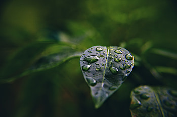 Water, Drops, Plant, Macro, Leaflet HD wallpaper