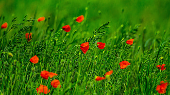 Red Poppy Petals Flowers Buds Green Leaves Plants Field Blur Background Flowers HD wallpaper