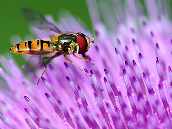 Fly on Flower, cool, fly, , flower HD wallpaper
