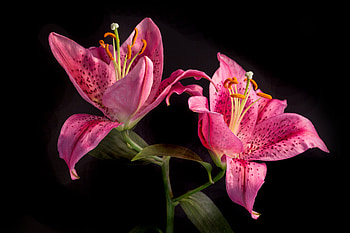 Lily, , Close Up, Flower, Nature, Pink Flower, Flowers HD wallpaper