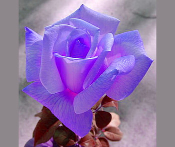 Weekend rose, blue, rose, pink, flower, beauty HD wallpaper