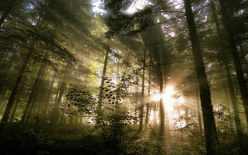 Landscape, Nature, Trees HD wallpaper