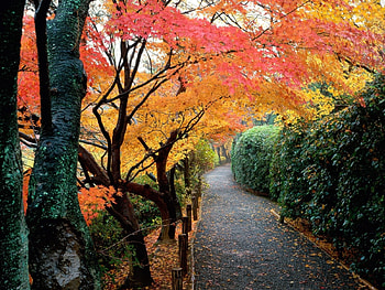 Landscape, Trees, Roads, Autumn HD wallpaper