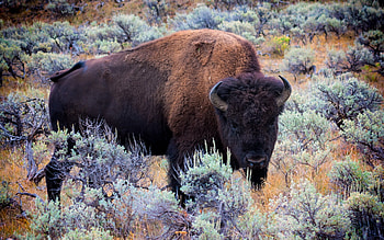 Buffalo, animal, american, bison HD wallpaper