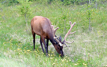 Animals, Flowers, Grass, Deer, Horns HD wallpaper
